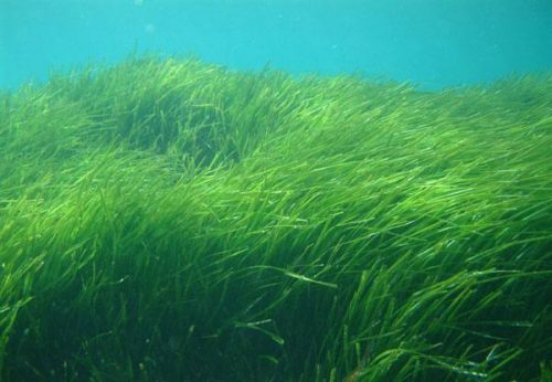 posidonie meadow seagrass mediterranean sea