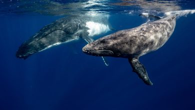 Photo of Whales are more efficient than trees at storing CO2