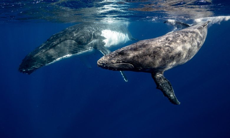 whales and their impact on CO2